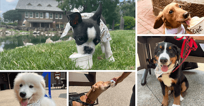 DoggieDays2025